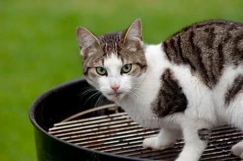 Hungry cat Stock Photos
