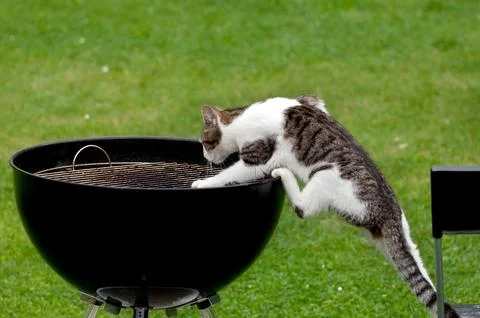Hungry cat Stock Photos