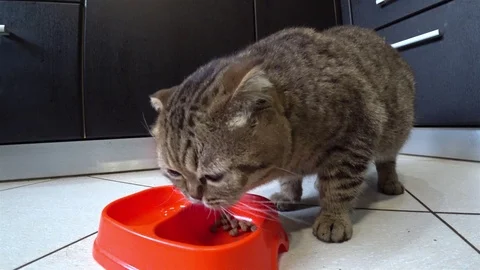 Hungry cat Scottish breed eating food in the kitchen. Stock Footage 102903093