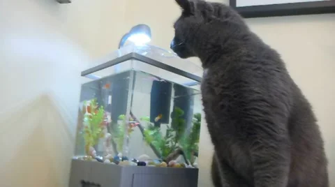 Hungry Cat Seeking Fish Stock Footage 10831877