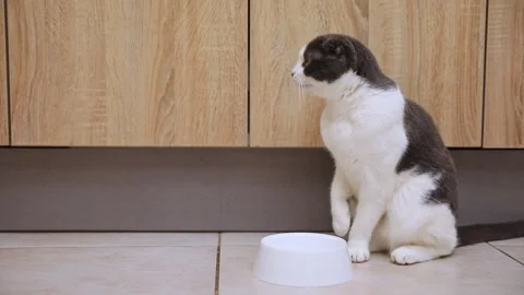 Hungry cat sits near an empty bowl and silently asks for food.  Stock Footage 293840027
