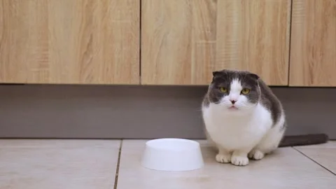 Hungry cat sits near an empty bowl and silently asks for food.  Stock Footage 293840034