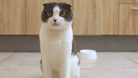 Hungry cat sits near an empty bowl and silently asks for food. Care for pets. Stock Footage 293934409