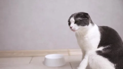 Hungry cat sits near an empty bowl and silently asks for food.  Stock Footage 307013962