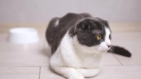 Hungry cat sits near an empty bowl and silently asks for food.  Stock Footage 307013963
