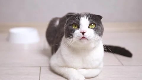 Hungry cat sits near an empty bowl and silently asks for food.  Stock Footage 307013966