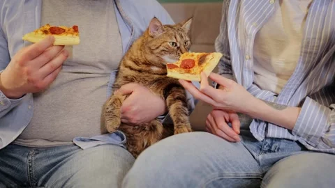 Hungry cat smells and eats fresh pepperoni pizza from host's hands. Fast food Stock Footage 266467630