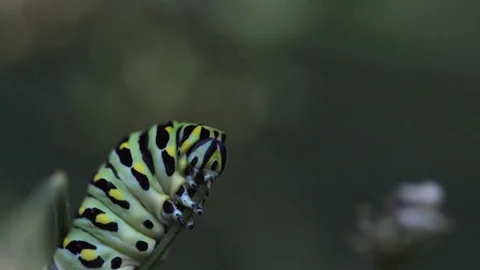 Hungry caterpillar devouring stem. 動画素材 115552366