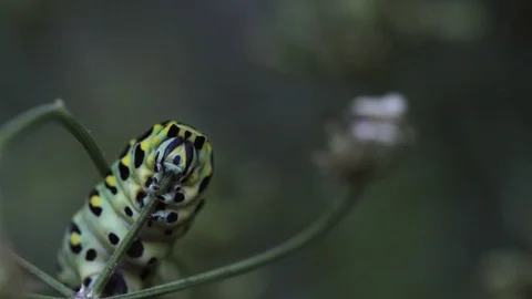 Hungry caterpillar facing camera 動画素材 115552675