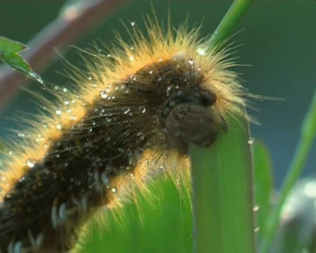 Hungry caterpillar Video stock 667061