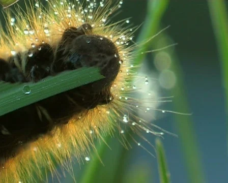 Hungry caterpillar Stock Footage 671779