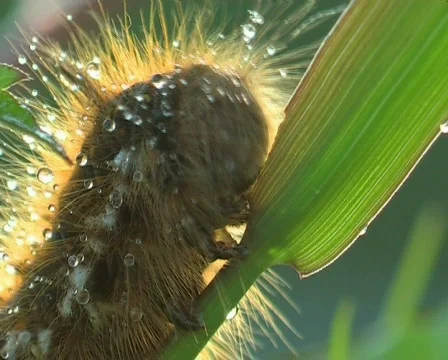 Hungry caterpillar Video stock 671784