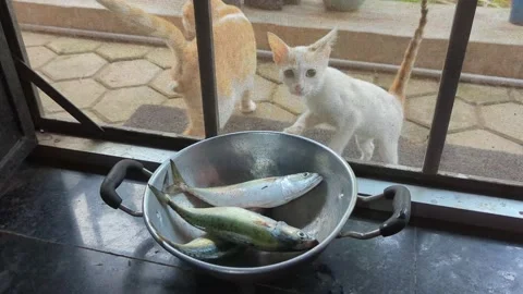 Hungry cats trying to get the fish Stock Footage 233766667
