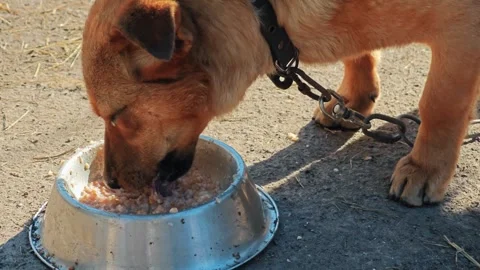 Hungry Chained Dog Devours Food from Bowl Stock Footage 312474687