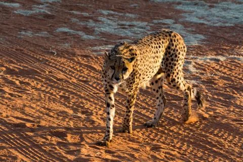 Hungry Cheetah. Stock Photos