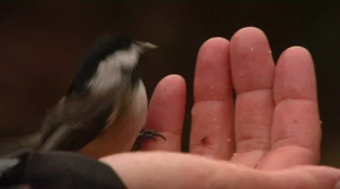 Hungry Chickadees Take Turns Stock-Footage 799859