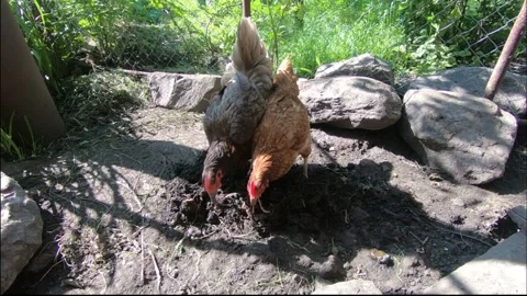 Hungry chickens. Stock Footage 134726204