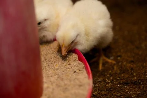 Hungry Chicks Feeding Time Stock Photos