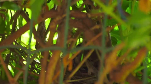 Hungry chicks in the nest Stock Footage 158714321