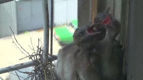 Hungry chicks. Nest. Juice Stock Footage 76692003