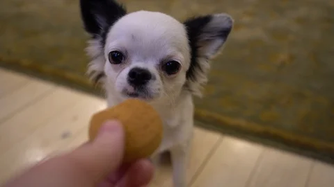 Hungry Chihuahua Stock-Footage 100427867