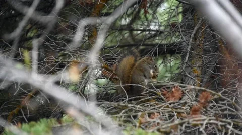 Hungry Chipmunk Stock Footage 62495635