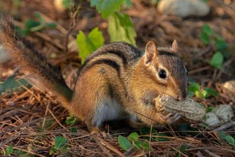 Hungry chipmunk stealing peanut Foto stock
