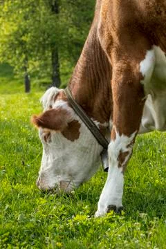Hungry cow Stock Photos