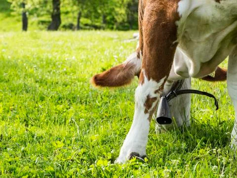 Hungry cow Stock Photos