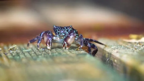 Hungry Crab Eats With Both Claws, Close Up Stock Footage 145730346