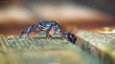 A Hungry Crab Eats Up, Close Up Stock Footage 145731459