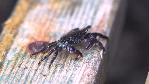 A Hungry Crab Eats Up Stock Footage 145865593
