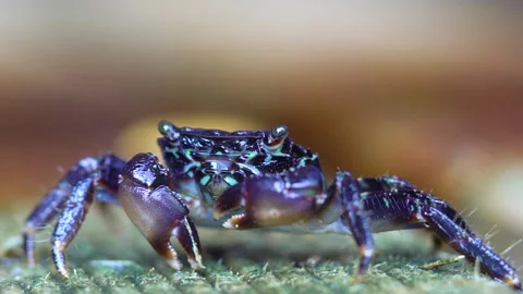 HUNGRY CRAB IS EUSING ITS CLAWS TO EAT Stock Footage 145732194