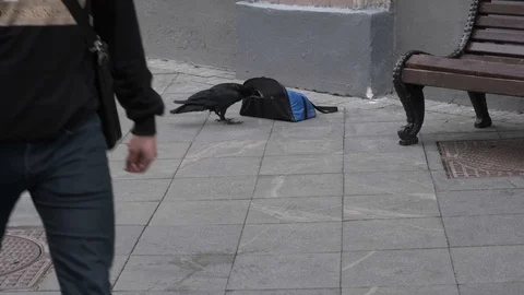 Hungry crow Stock Footage 114791382