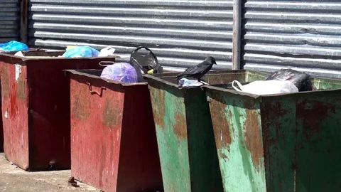 Hungry crow looking for food in garbage cans Video stock 75447192