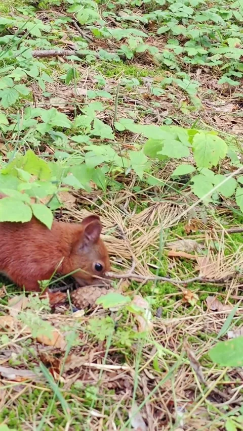 Hungry curious squirrel sniffing ground and finding seeds to eat Stock Footage 314810850