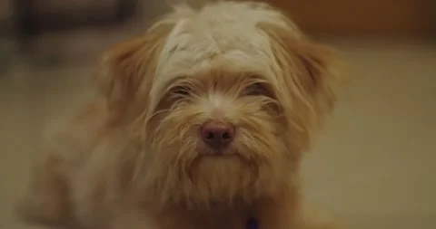 Hungry cute dog eagerly waiting for food. 스톡 동영상 196862626