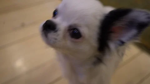 Hungry cute puppy Stockbeeldmateriaal 100427949