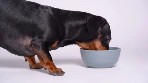 Hungry dachshund close-up while feeding Stock Footage 115663397