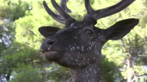 Hungry deer Stock Footage 83862