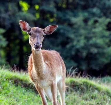 Hungry deer hind Foto stock