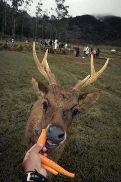Hungry deer Stock Photos