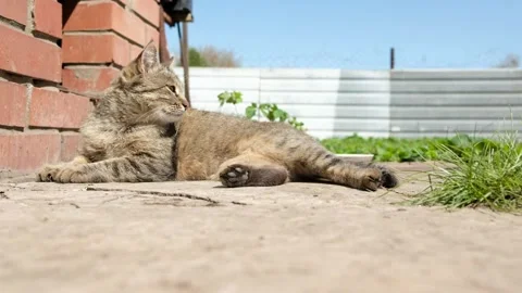 Hungry dirty homeless gray cat falls asleep on street near house. Stock Footage 190876840