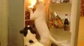 Hungry Dog Bull-Terrier Eating Food in the Refrigerator. Funny Video. HD Footage