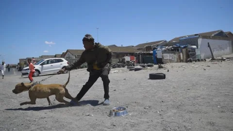 Hungry dog on a chain 25fps mpeg iframe Stock Footage 234969880