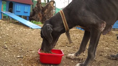 Hungry dog ​​eats food fast Stock Footage 224120052