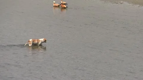 The hungry dog Stock Footage 22200041