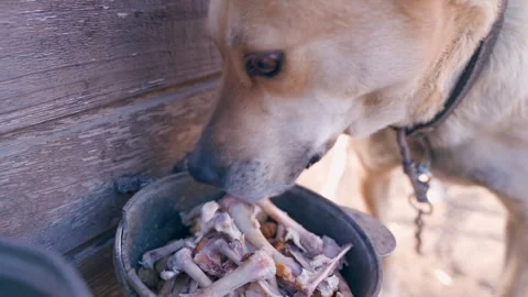 Hungry dog of light color eats chicken bones near the booth, slow motion Stock Footage 311796157