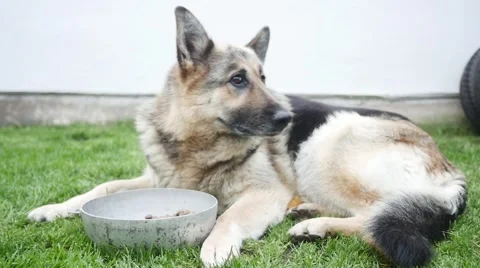 Hungry dog looking at a chunk of meat in slow motion Stock Footage 44288367