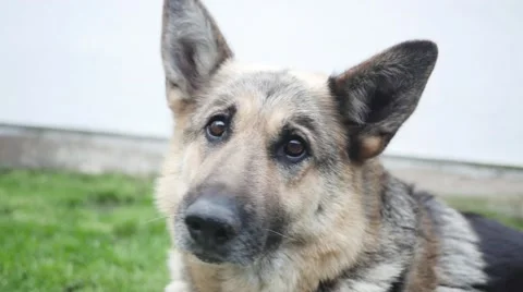 Hungry dog looking at a chunk of meat in slow motion Stock Footage 44288663
